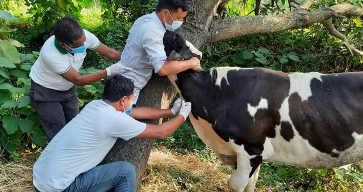 कास्कीका पशु चौपायामा लागू गरिएको खोप अभियान प्रभावकारी